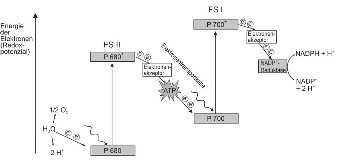 Schematische Darstellung der Lichtreaktion: PS II (P680) und PS I (P700) mit Elektronentransport, ATP- und NADPH-Bildung.